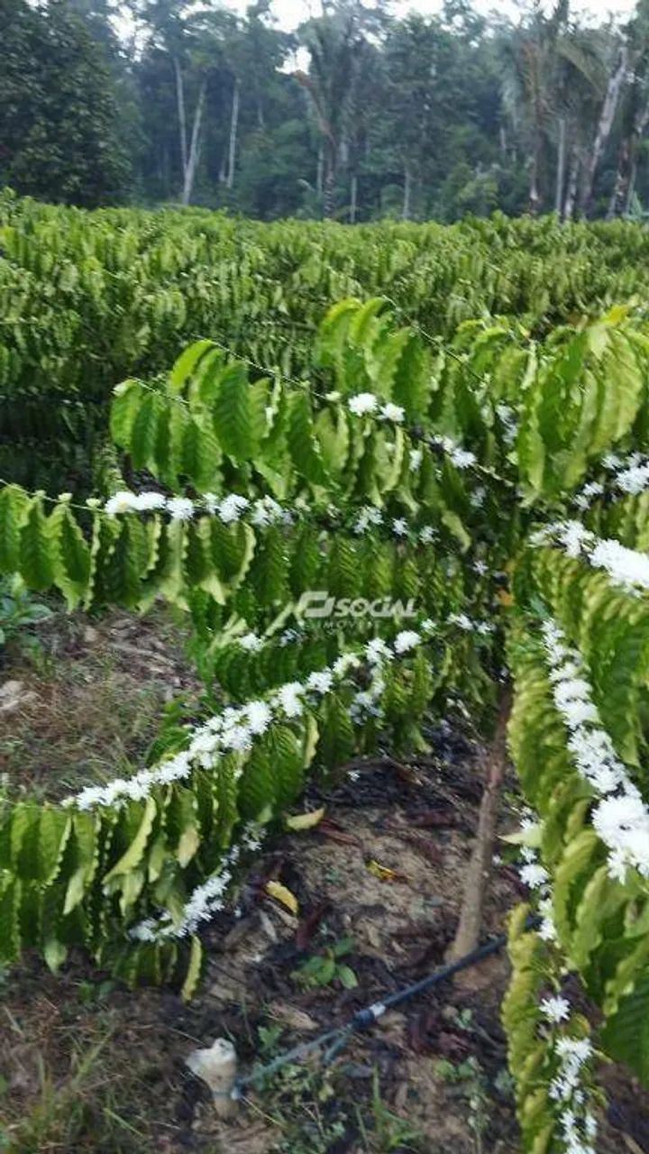 Oportunidade Imperdível: Chácara Produtiva com Café, Pomar e Casa Pronta para Morar! - Foto 2