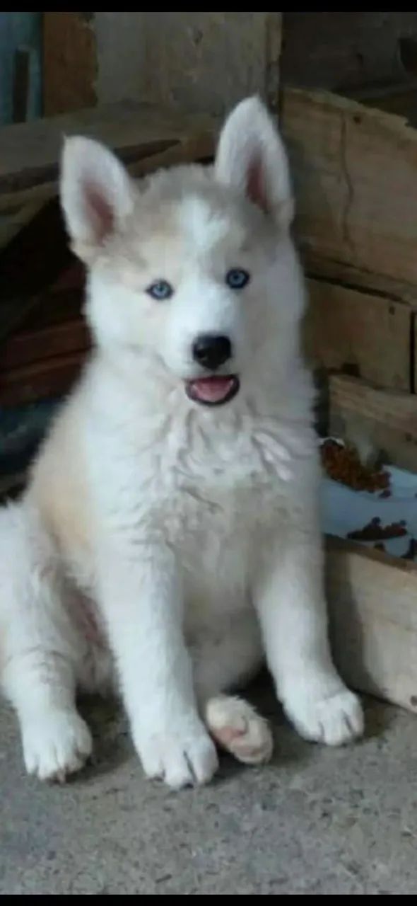 Filhotes de husky siberiano 
