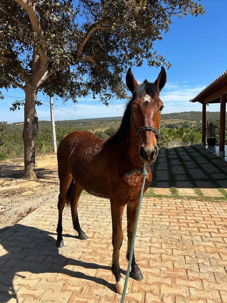 Potro mangalarga marchador 