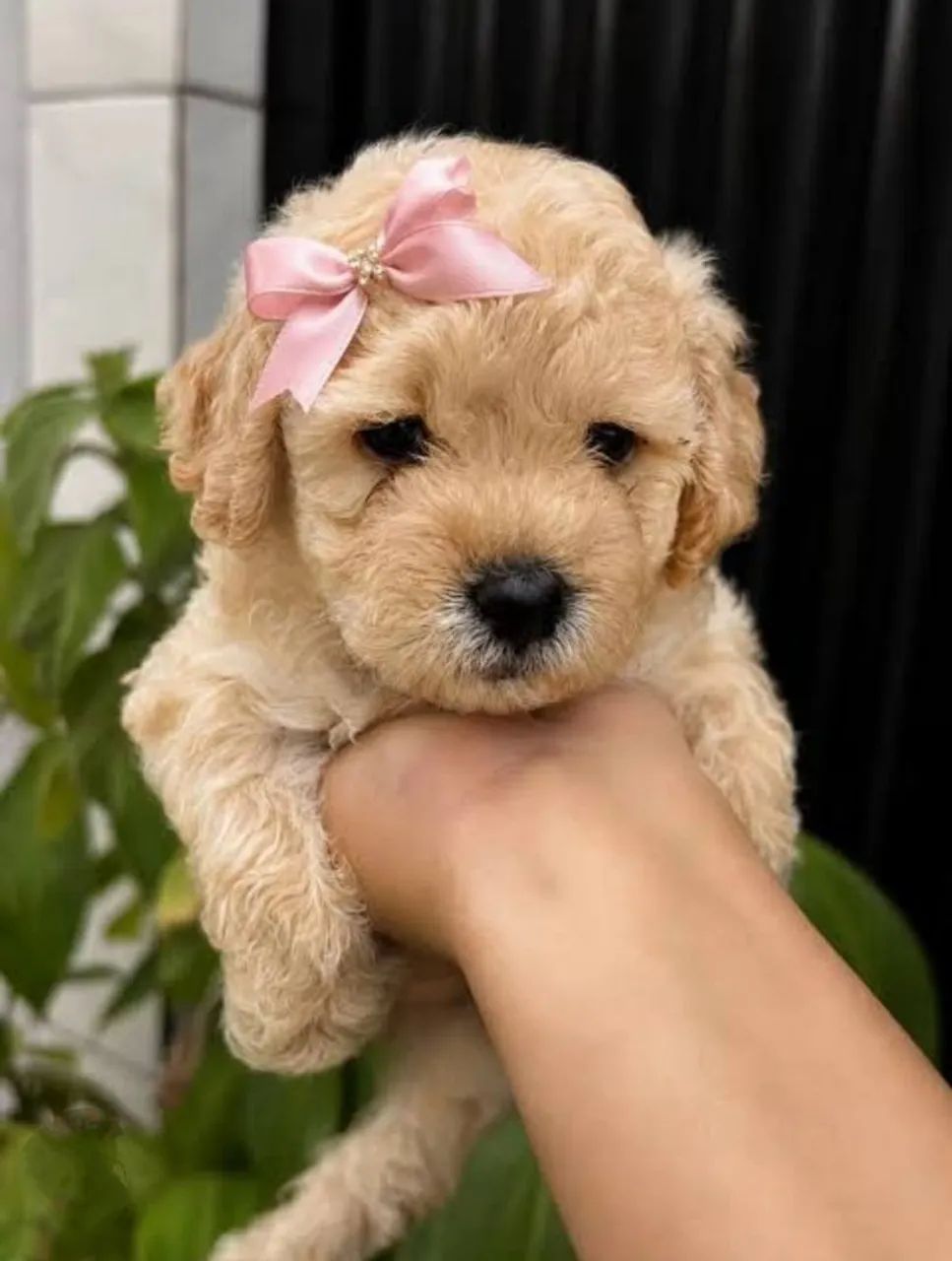 Poodle micro toy 