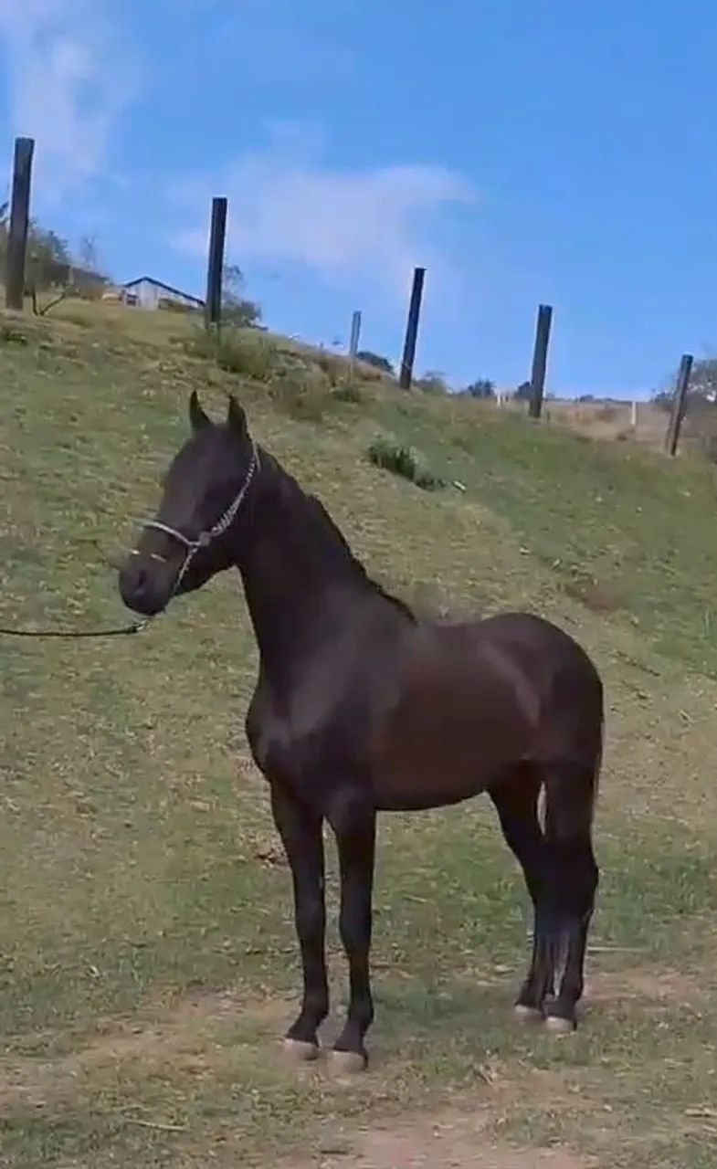 POTRO NETO DO ABOIO  - Foto 2