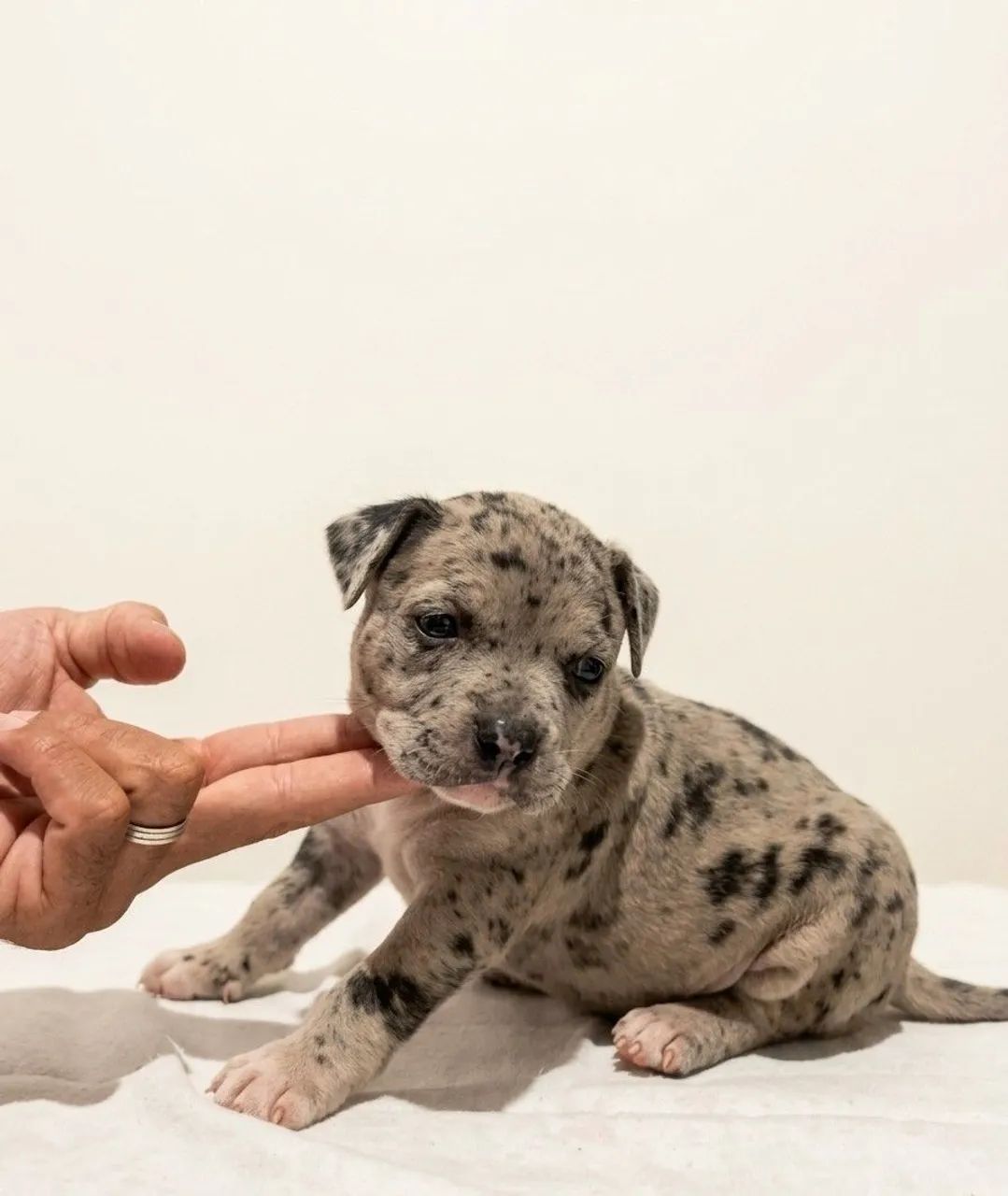 Pit Monster ( Brazilian Bull) - Foto 2