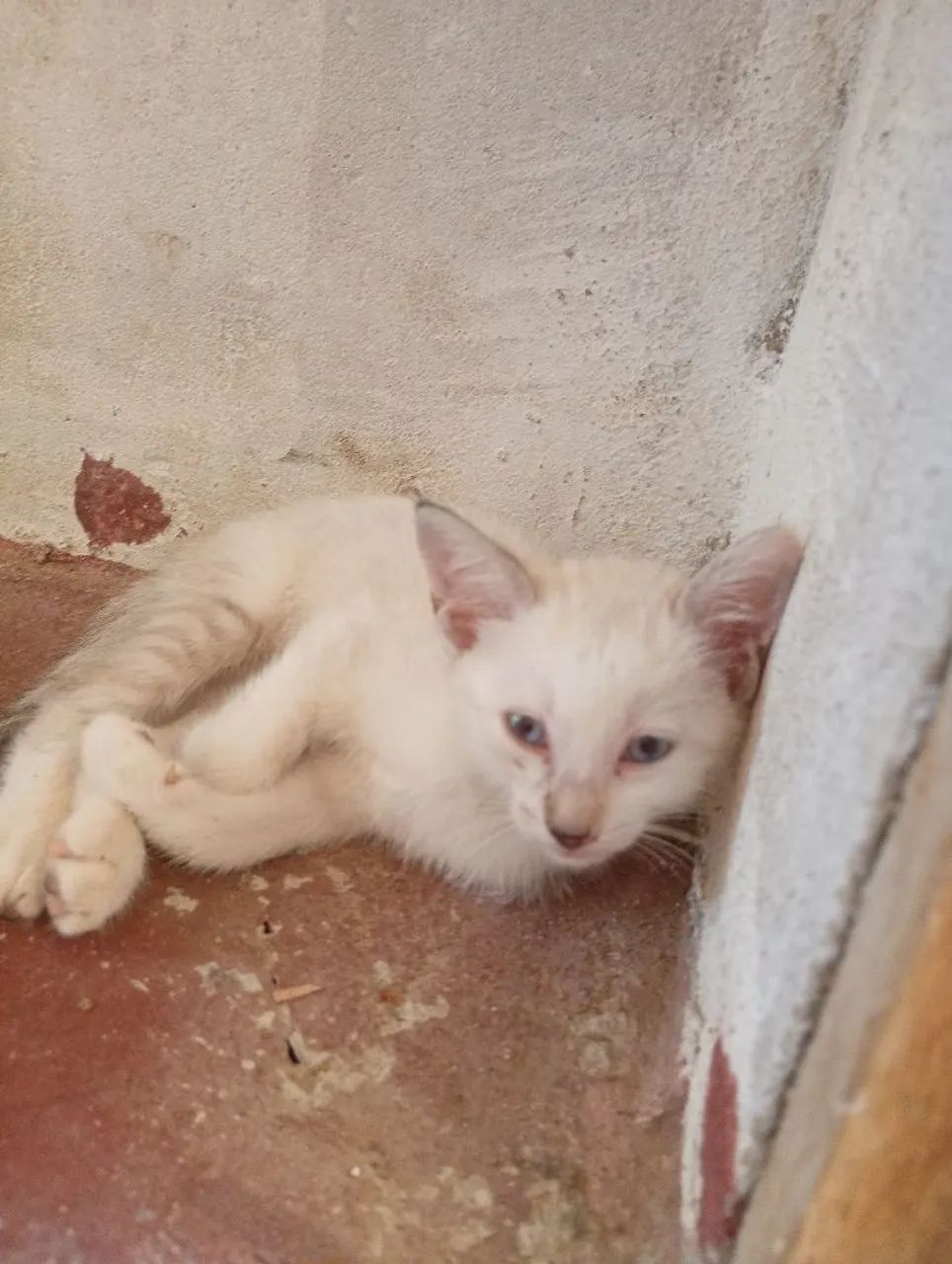 Adoção disponível  - Foto 5