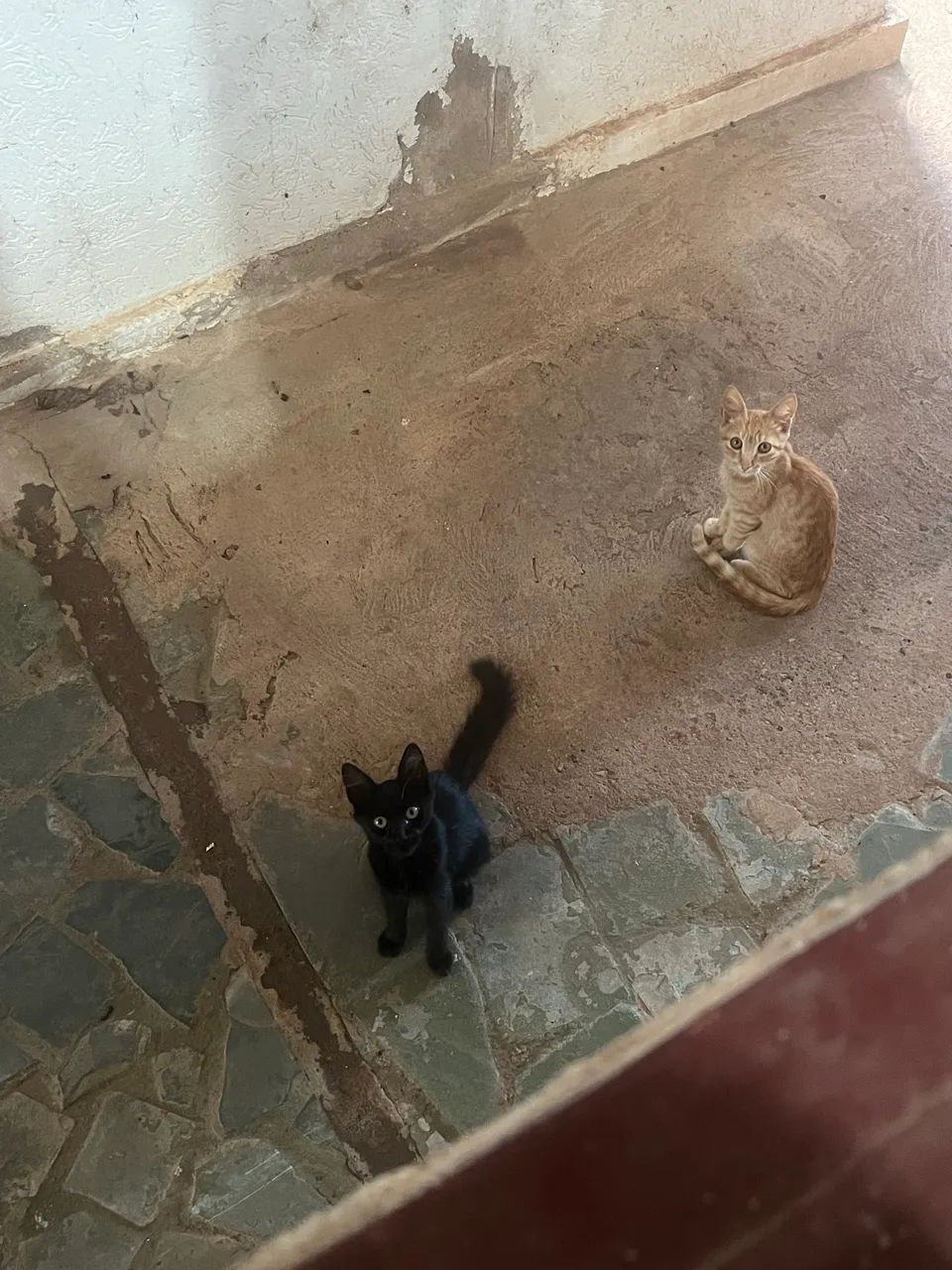 Pedido urgente de adoção responsável 