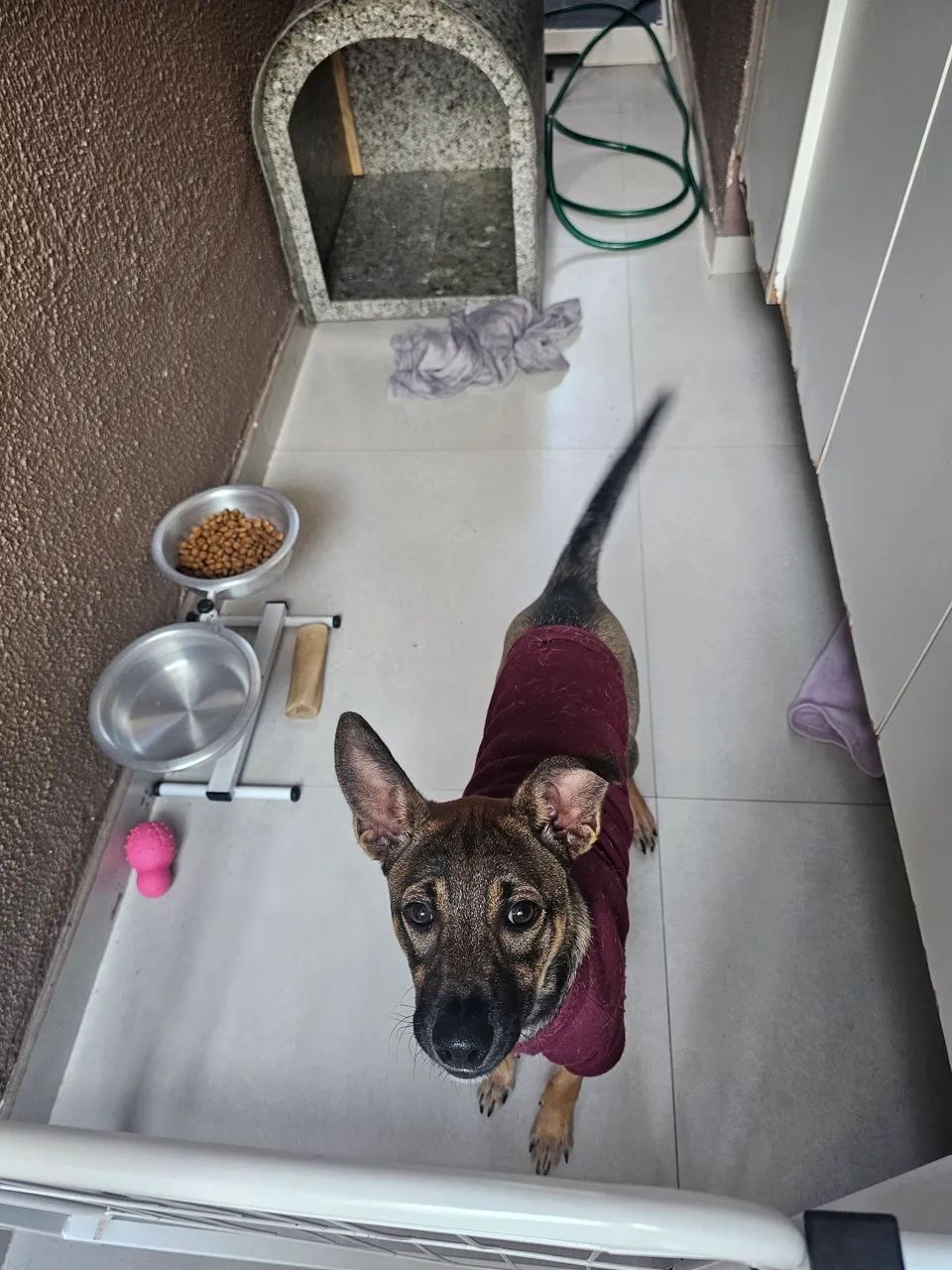 Mestiço Pastor Malinois - doação - Foto 2