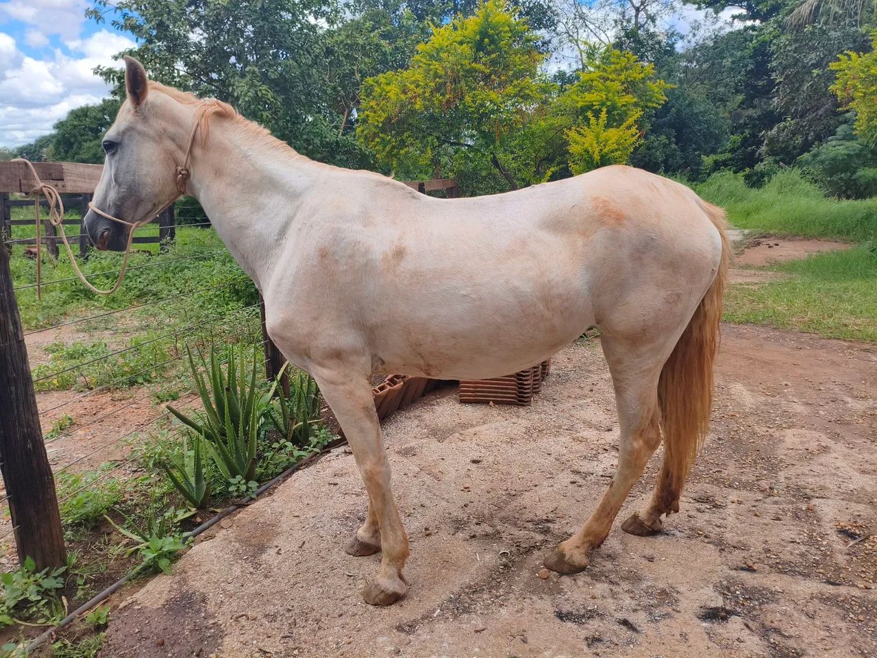 Eguaça a venda porte grande dócil  - Foto 2