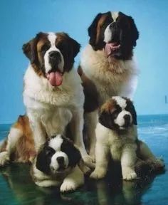 São Bernardo Machos e Femeas