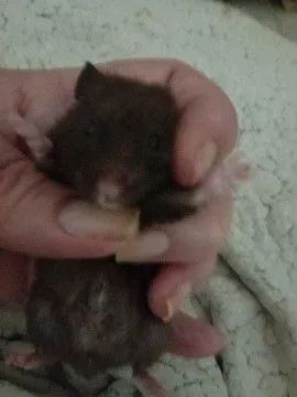 Hamsters sírios  - Foto 4