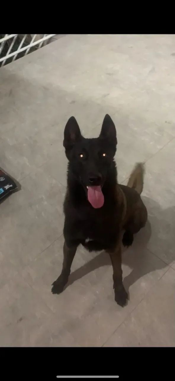 Pastor Belga Malinois 
