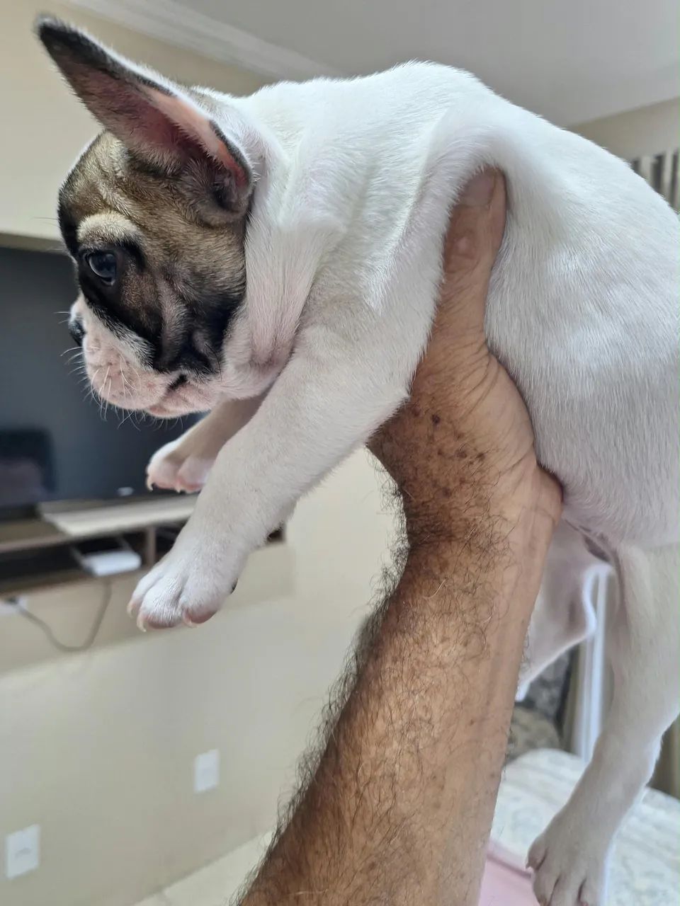 Buldog francês machos.