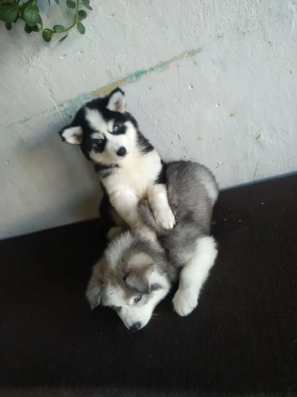 Filhotes de Husky siberiano  - Foto 3