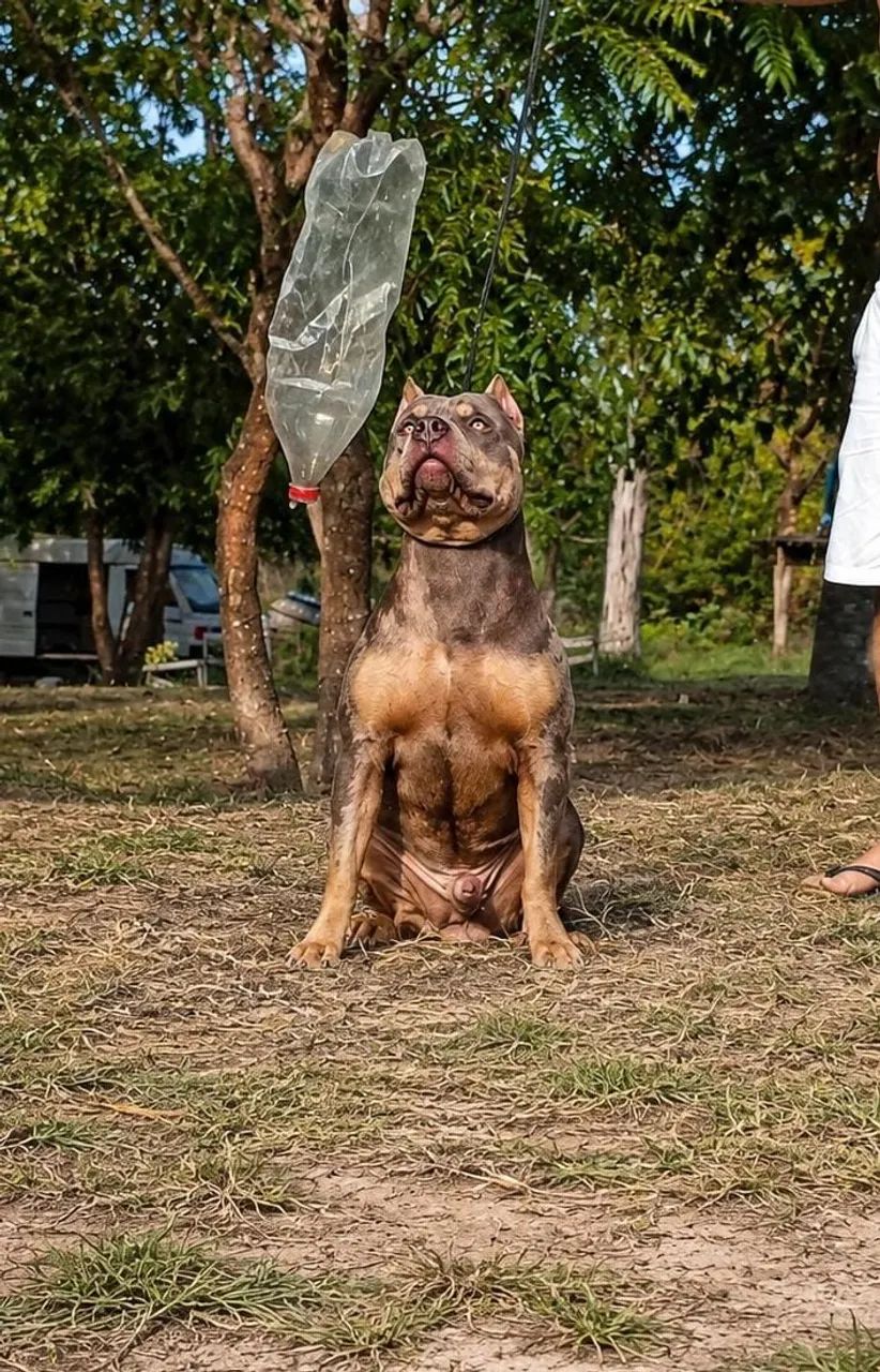 Filhote macho PITMONSTER com pedigree  - Foto 2