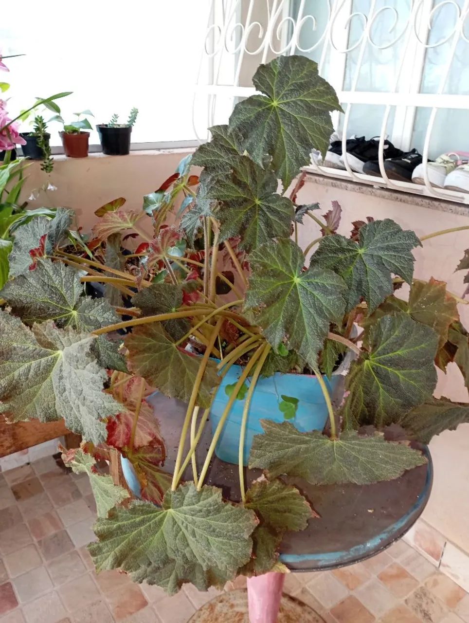Sementes e plantas  - Foto 3