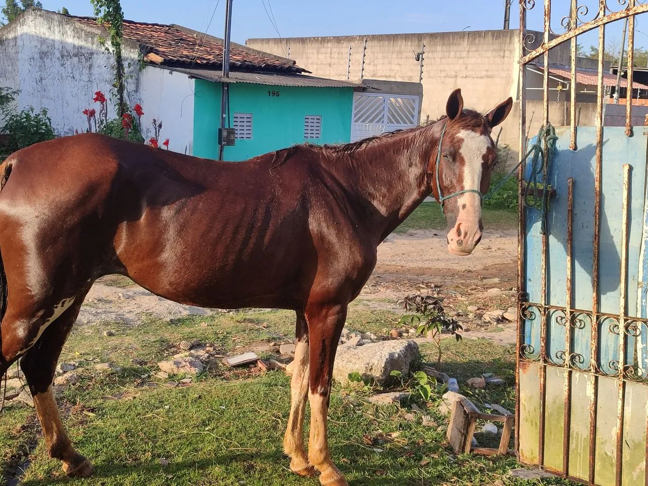 Égua boa - Foto 3