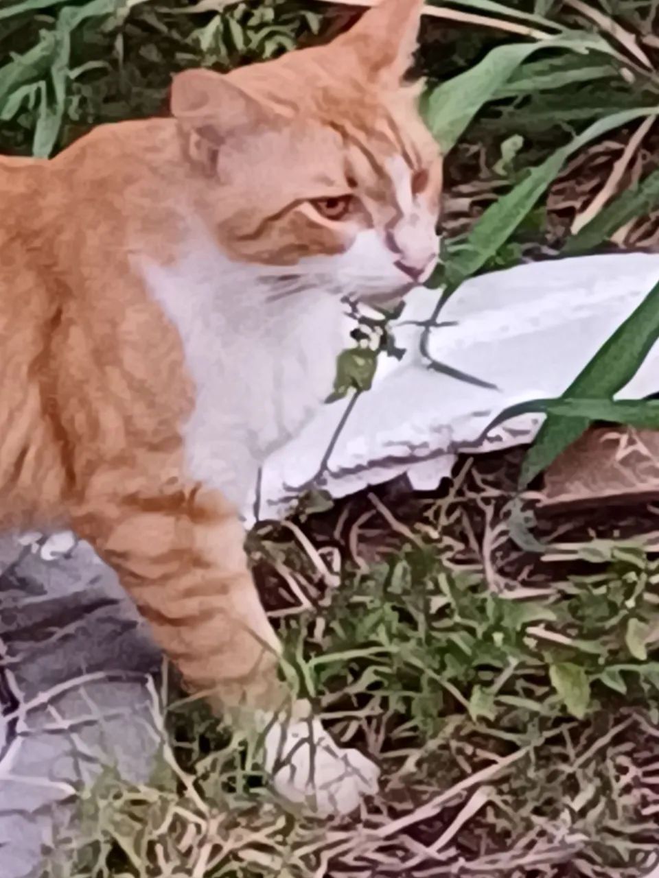 Adoção Responsável  - Foto 5