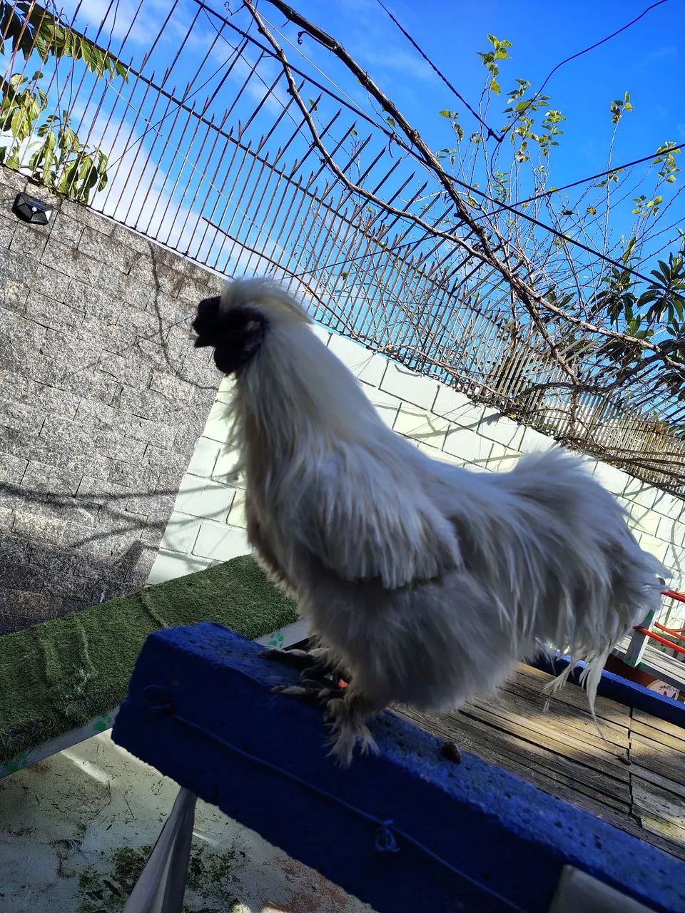 Galo - Foto 3