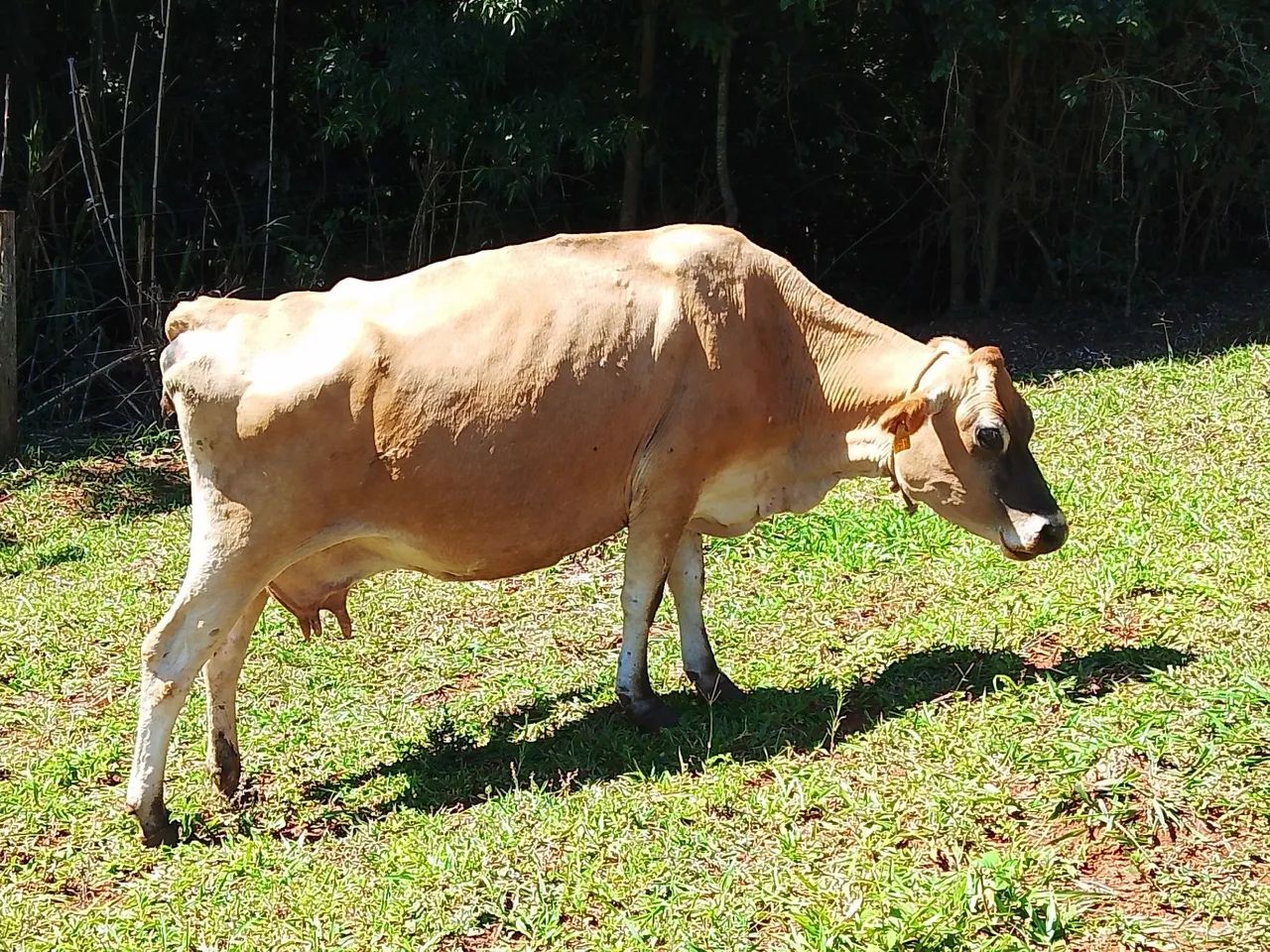 Lote de vacas