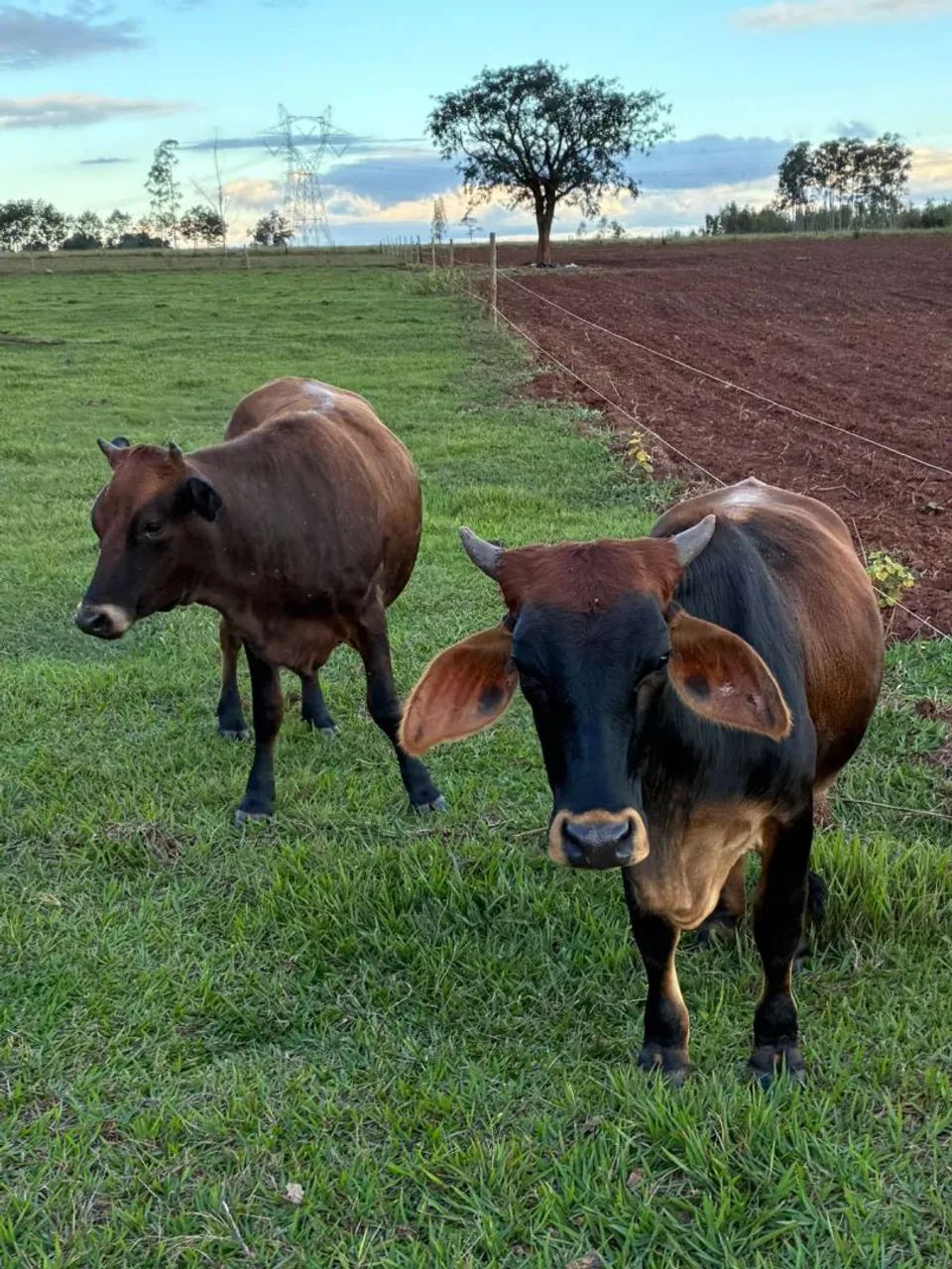 Mini novilhas