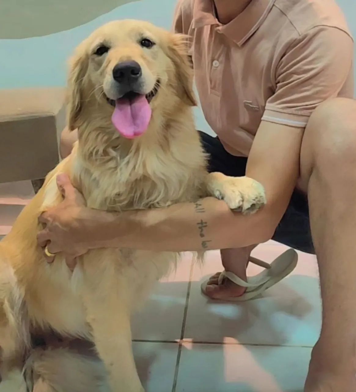 Doação Dois Gold Retrive 