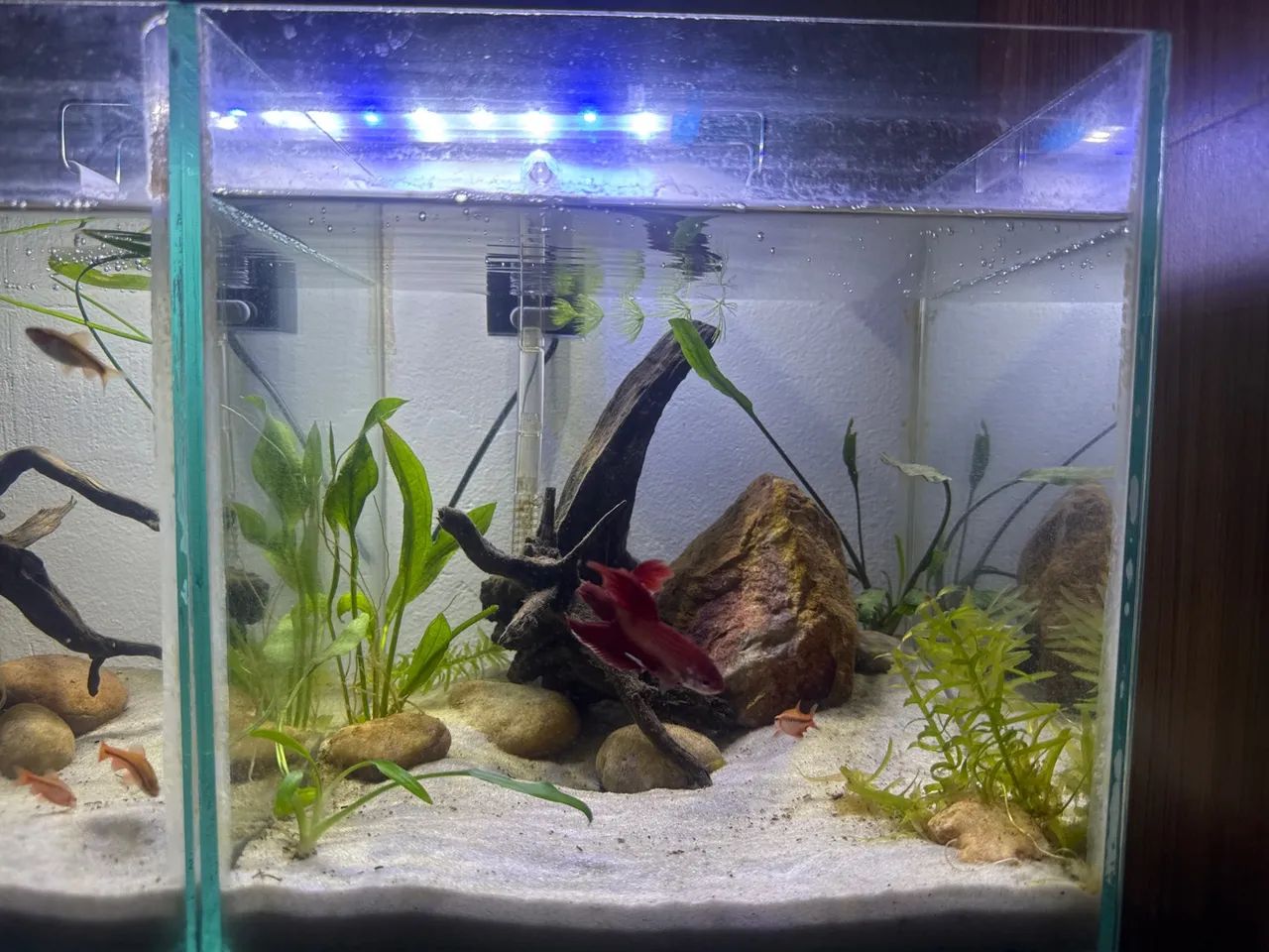 2 aquários cubos - Foto 3