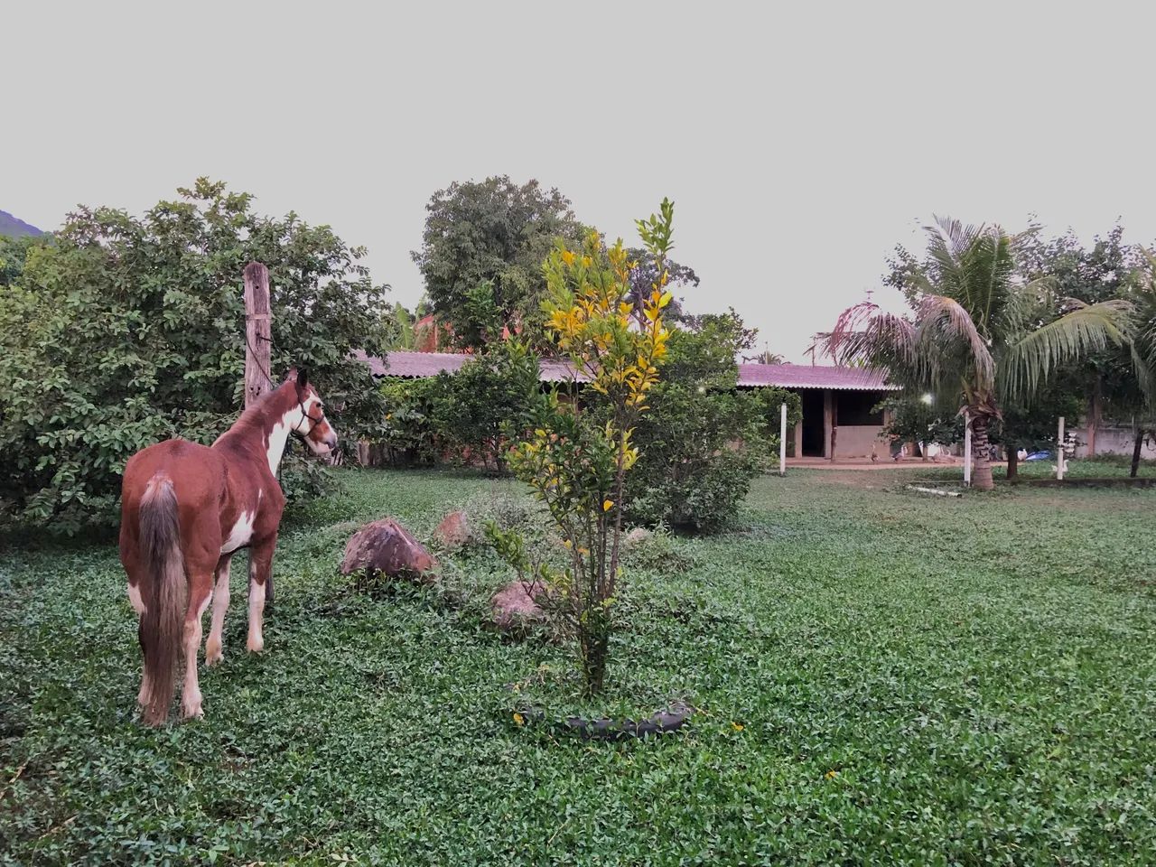 Cavalo - Marcha Picada  - Foto 6