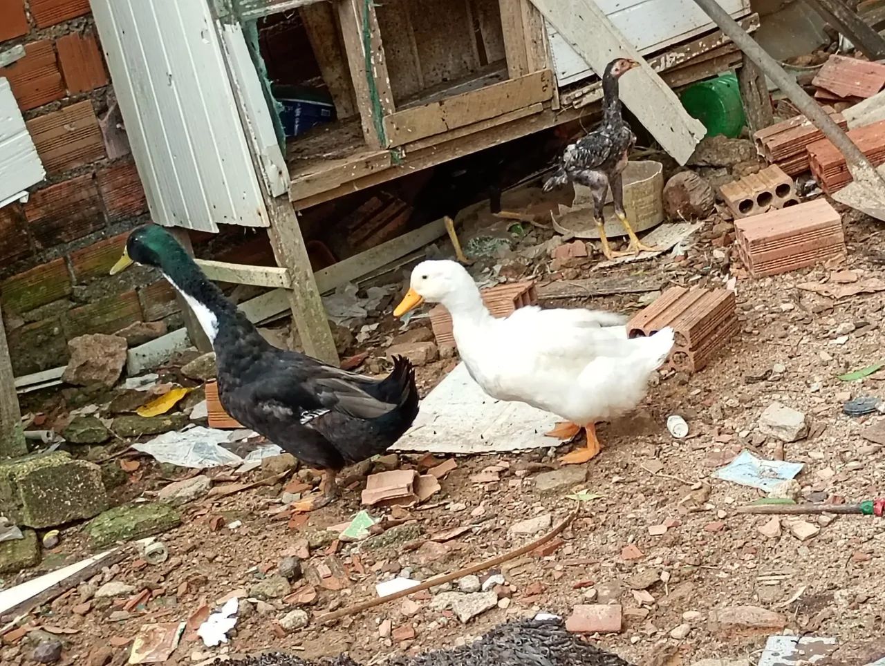 A venda - Foto 2