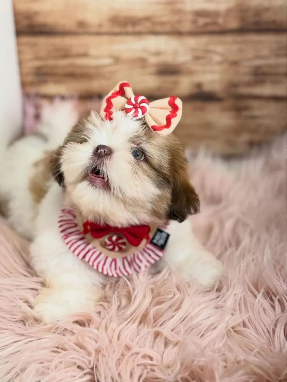 SHIHTZU ursinhos  - Foto 3