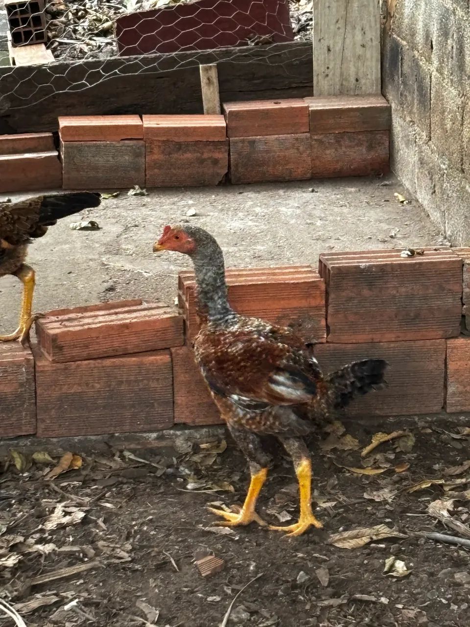 Frango carijó - Foto 2
