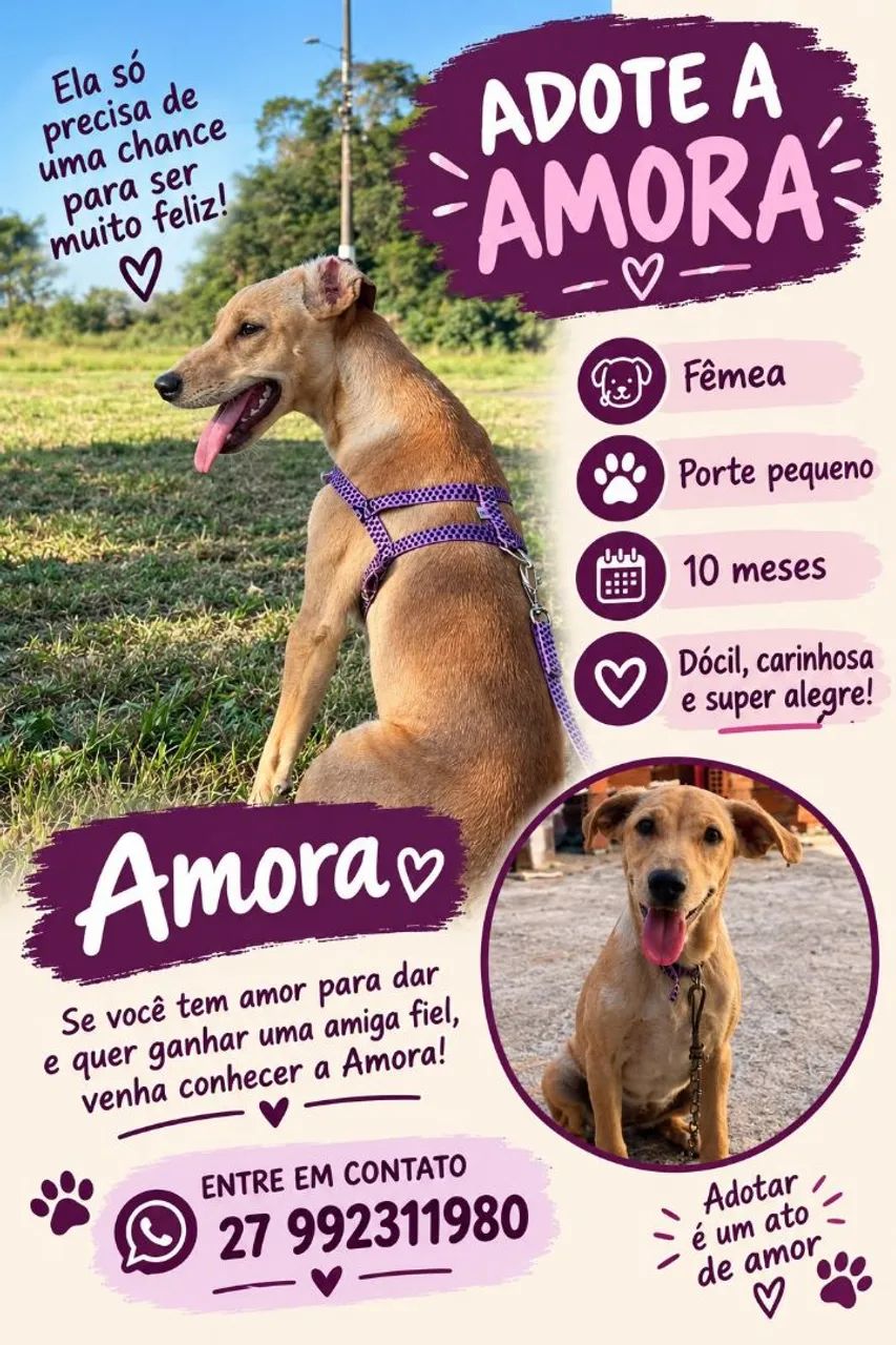 Cachorro doação 