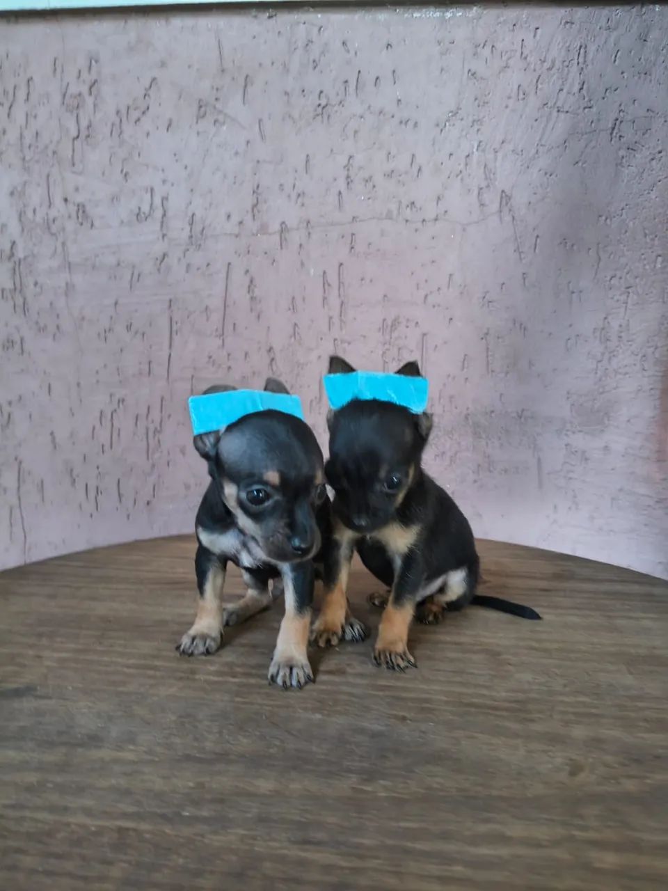 Pinscher mini disponível 