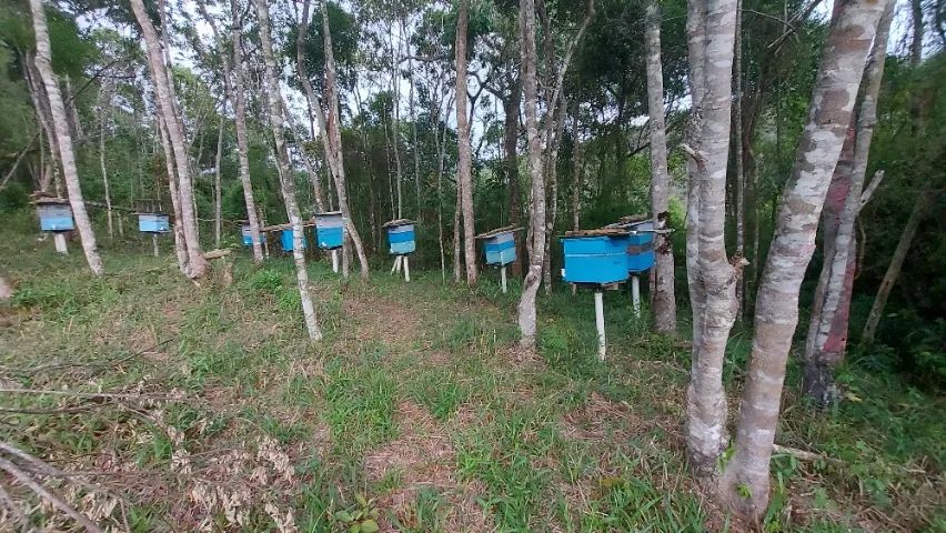Um apiario completo  - Foto 2