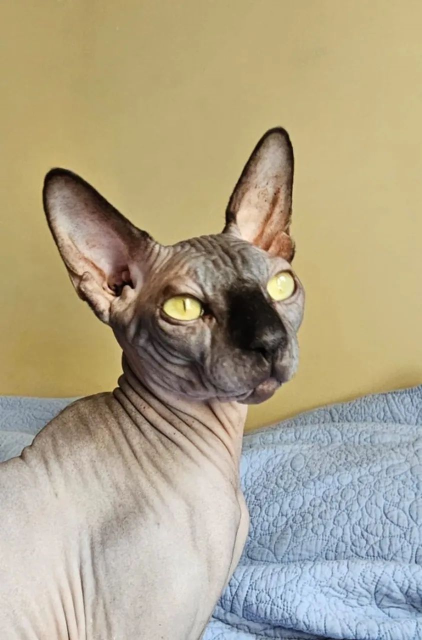 Gato Sphynx (gato sem pelo) - Foto 4