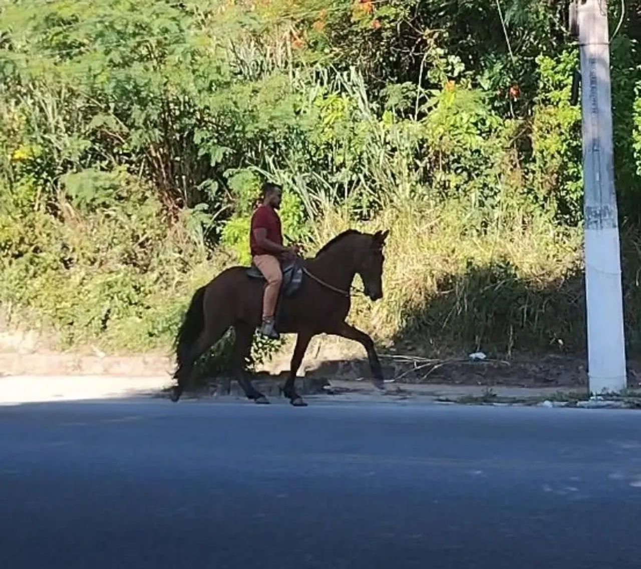Cavalo - Foto 3