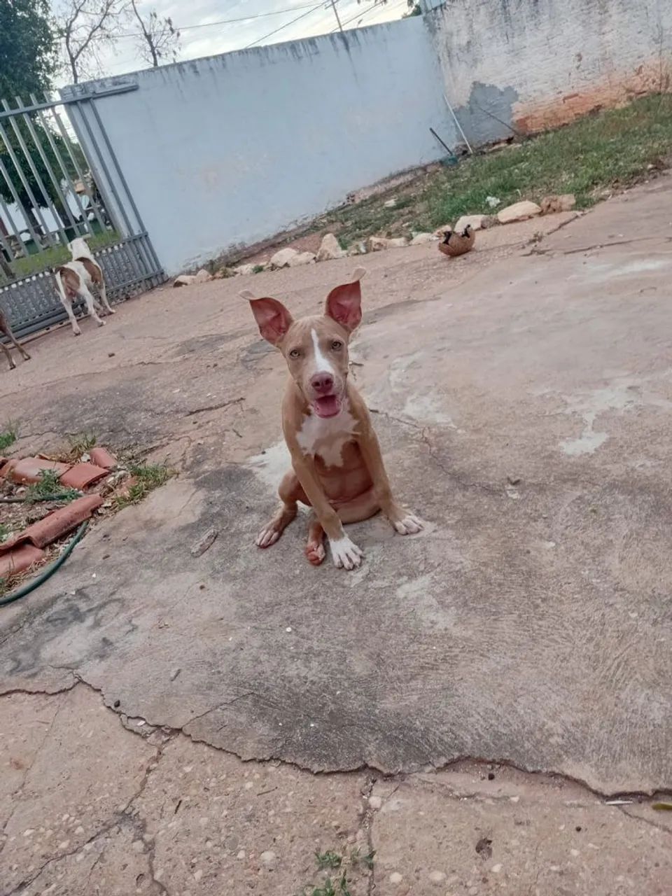 Pitbull  - Foto 3
