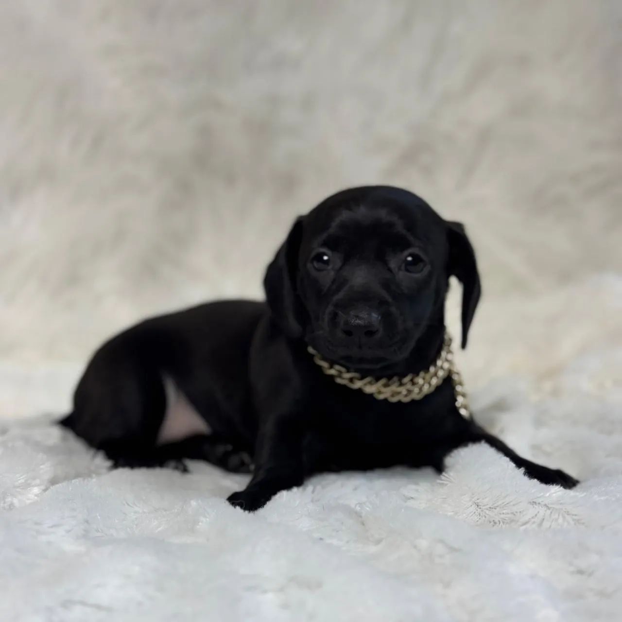 Dachshund black - Foto 2