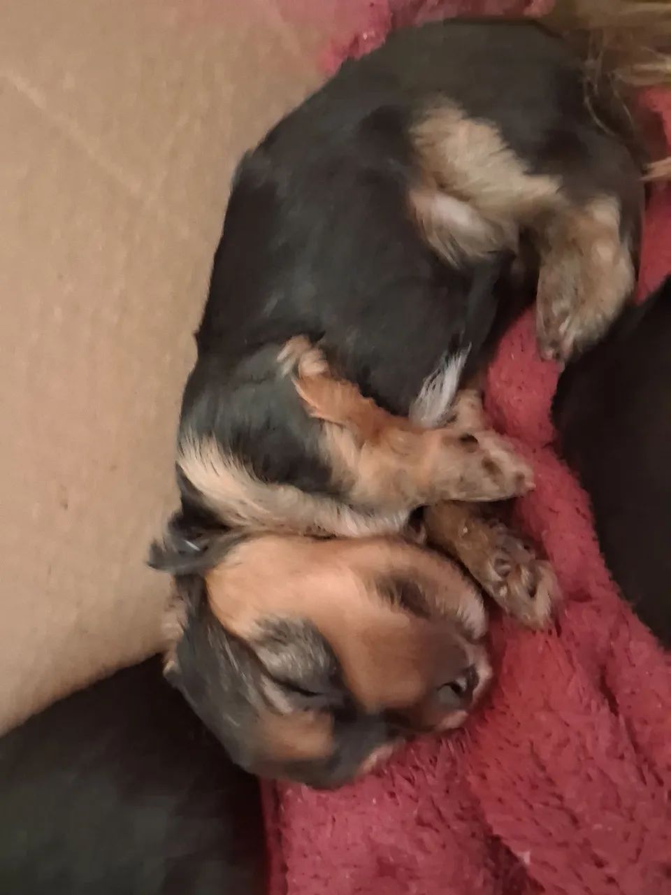 Yorkshire Terrier  - Foto 4