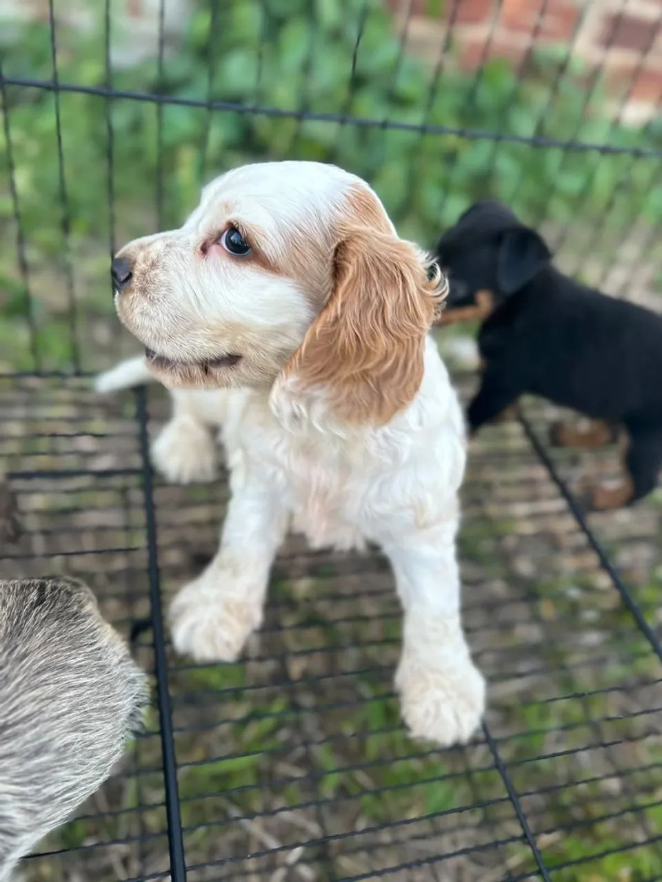 Cocker macho  - Foto 2