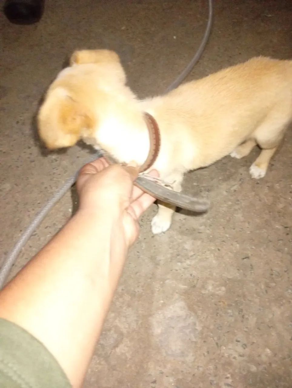 Doa se cachorrinha  - Foto 2
