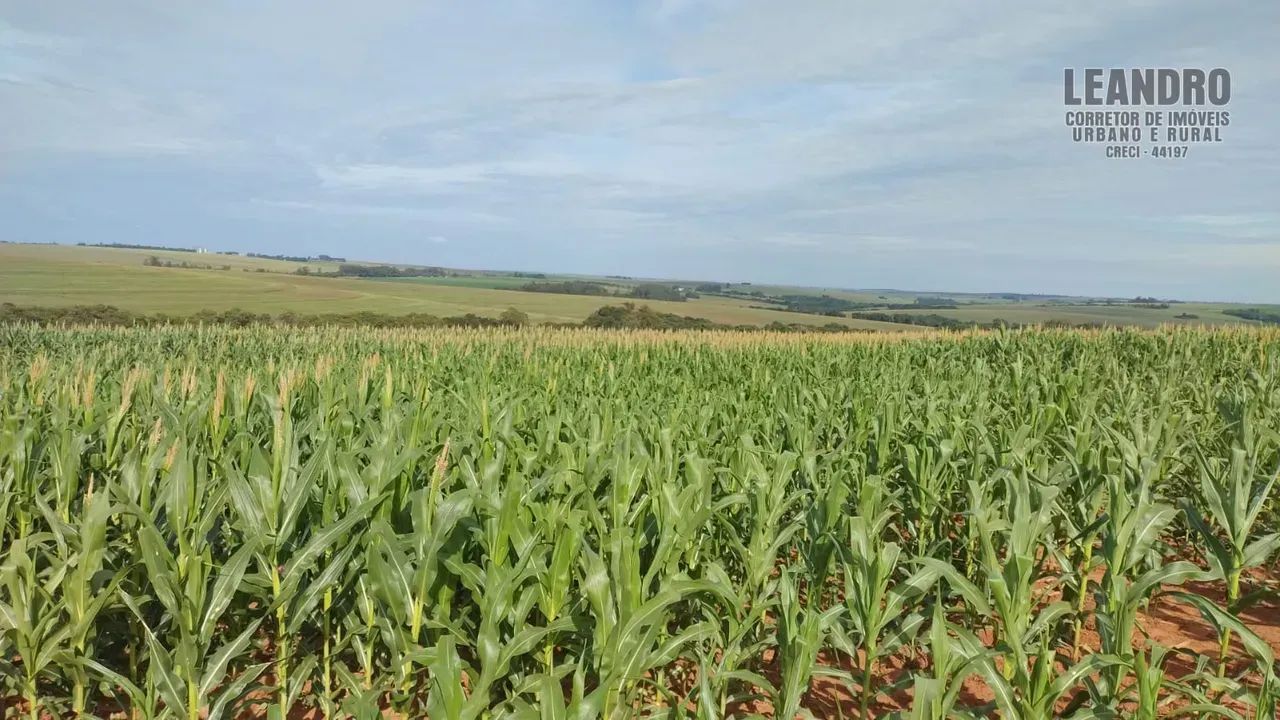 Fazenda para venda no PR. NOROESTE. - Foto 2