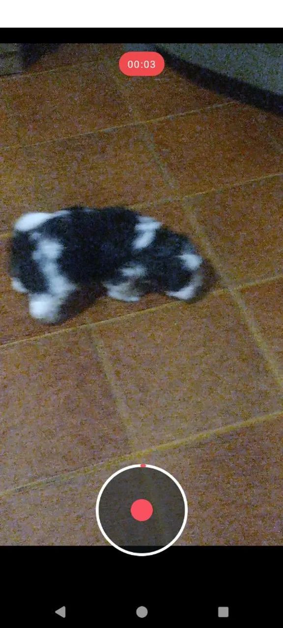 Lindo filhotes poodle  - Foto 3