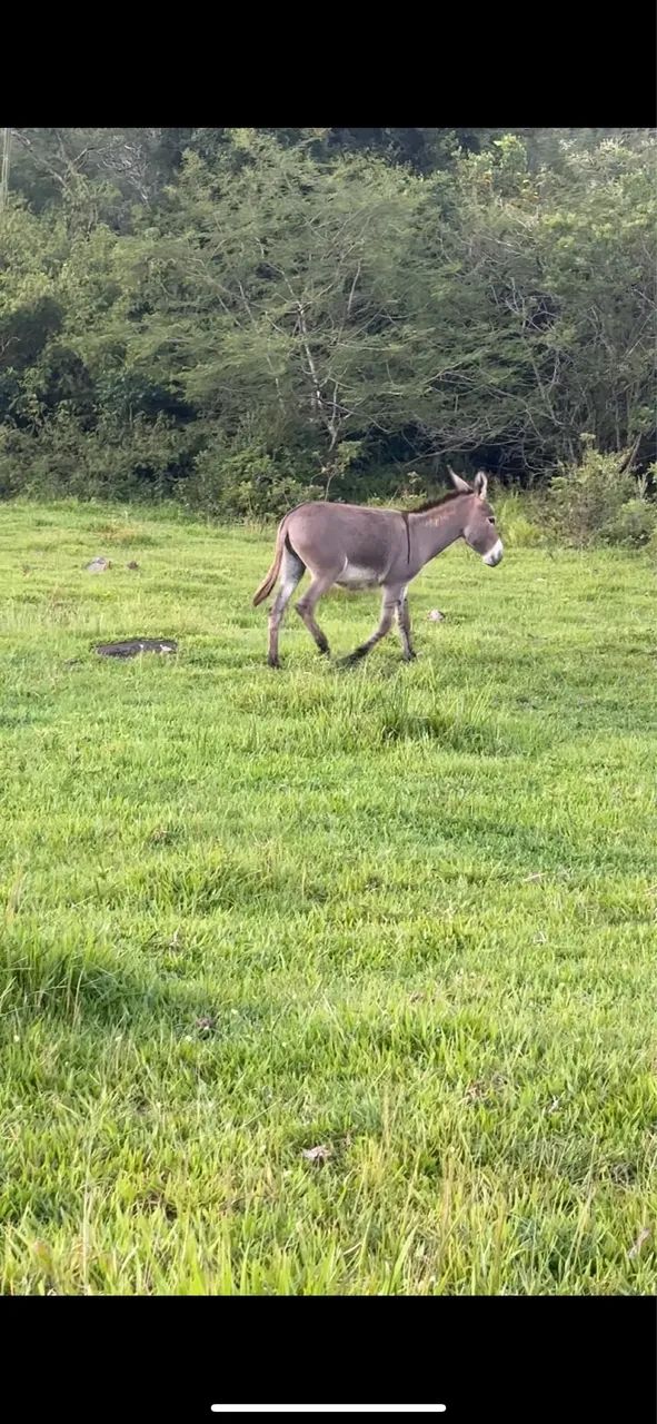 Jumentinha a venda  - Foto 2