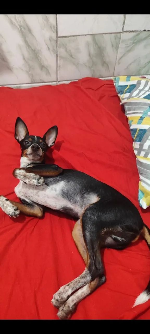 Pinscher  - Foto 3