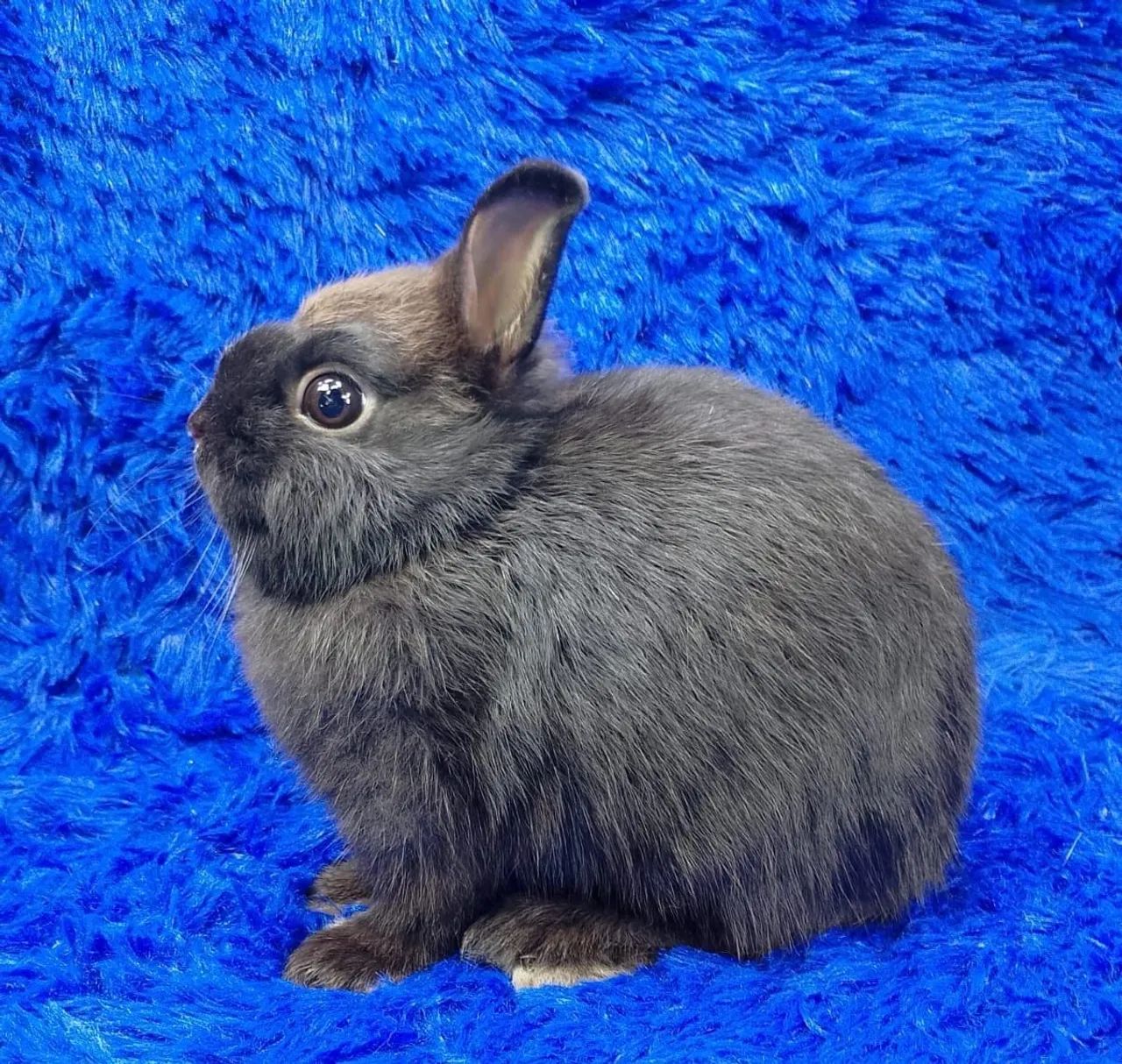 Lindos minis coelhos  - Foto 3