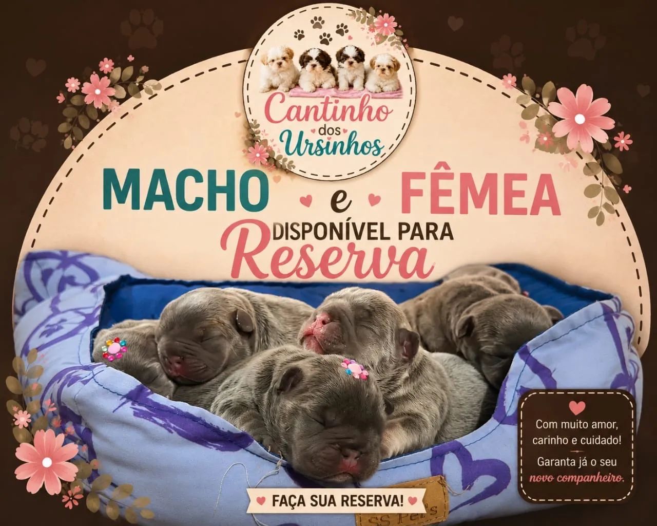 Bulldog francês  - Foto 4