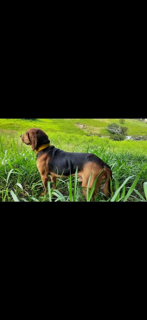 Foxhound x Pointer Ingles - Foto 5