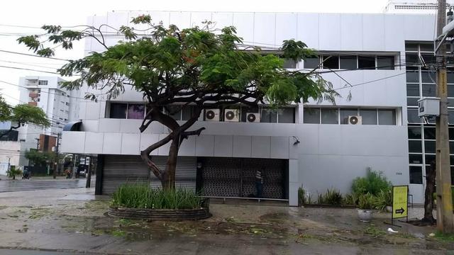 Corte e Poda de Árvores em Geral de Alta Complexidade - Foto 3