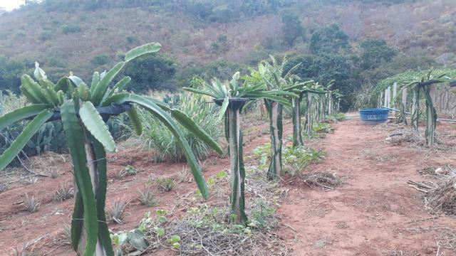 Pitaya Vermelha - Foto 4