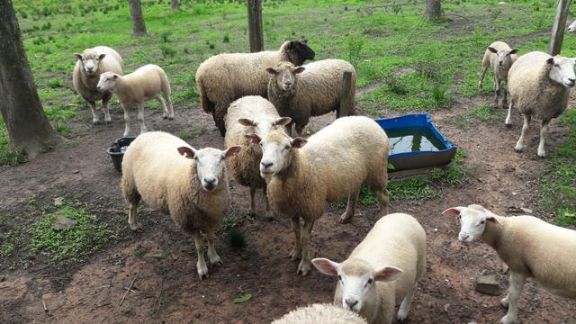 Ovelhas