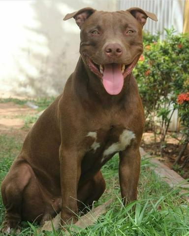 Pitbull disponível para cruzar - Foto 4