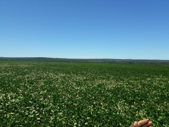 Fazenda c/ 620he, plantando em 200he, 240he em pastagens, Itiquira-MT - Foto 2
